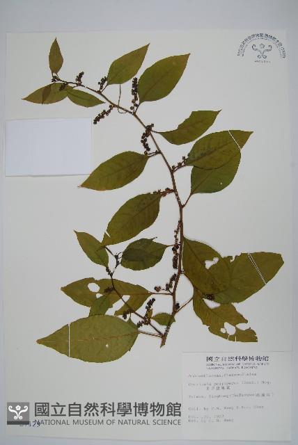 多子漿果莧藏品圖，第1張