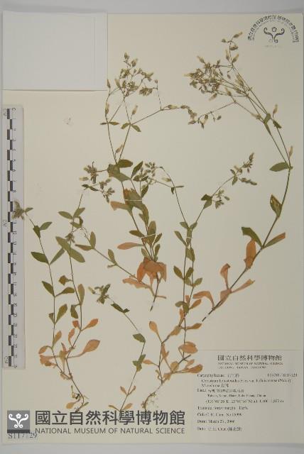 卷耳藏品圖，第1張