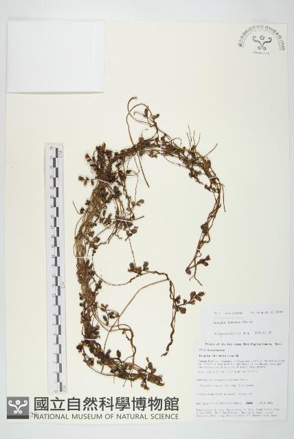 日本菟絲子藏品圖，第1張