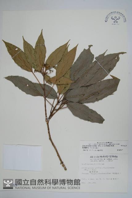 臺灣樹參藏品圖，第1張