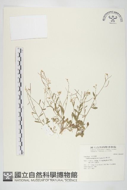 玉山筷子芥藏品圖，第1張