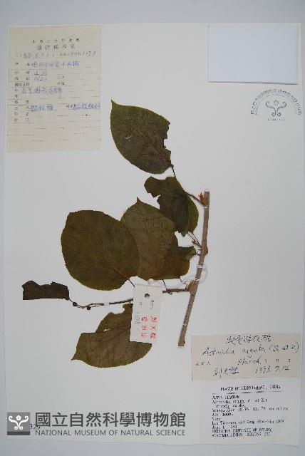 軟棗獼猴桃藏品圖，第1張