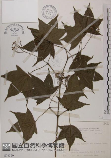 青楓藏品圖，第1張