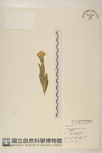 鼠麴草藏品圖，第1張