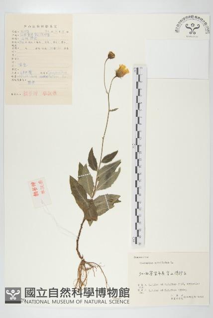 山柳菊藏品圖，第1張