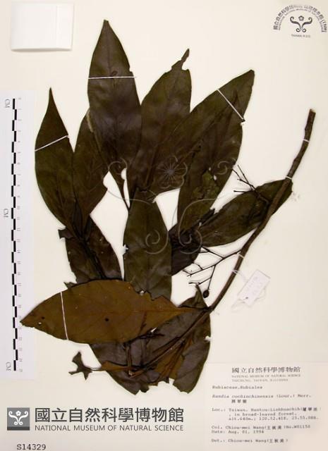 茜草樹藏品圖，第1張