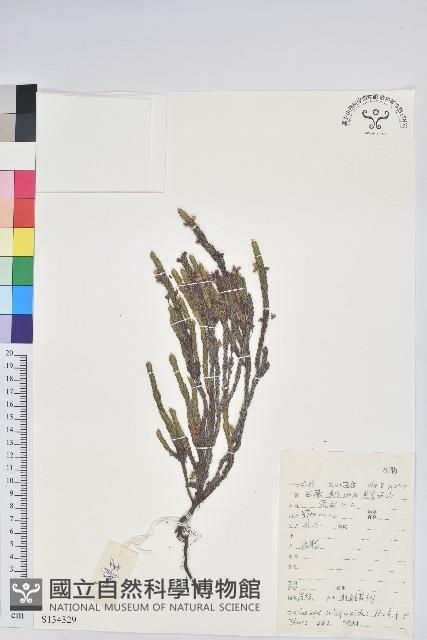 岩須藏品圖，第1張