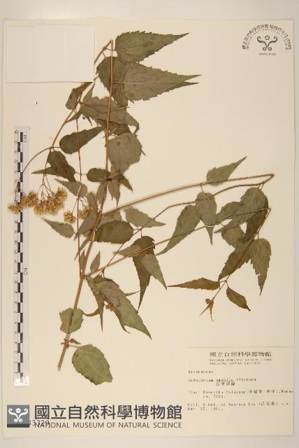 腺葉澤蘭藏品圖，第1張