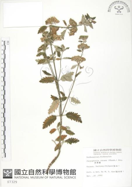 灰葉蕕藏品圖，第1張