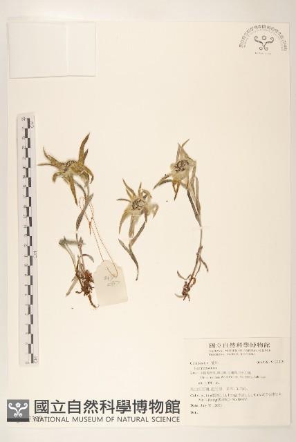 登錄號:S137329藏品圖，第1張