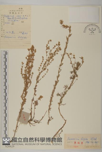 冷蒿藏品圖，第1張