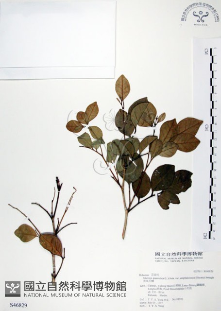 長果月橘藏品圖，第1張