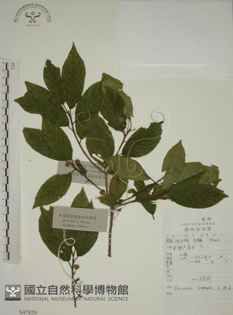 鈍齒鼠李藏品圖，第1張