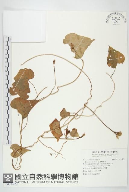 紅花野牽牛藏品圖，第1張