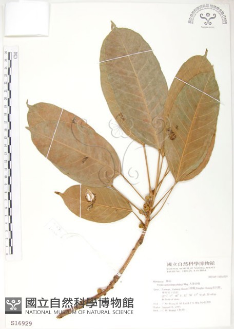 大葉雀榕、大葉赤榕藏品圖，第1張