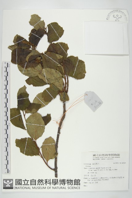 登錄號:S136929藏品圖，第1張