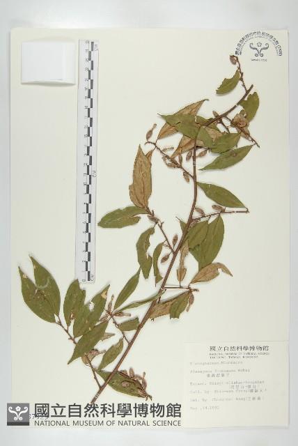 臺灣胡頹子藏品圖，第1張