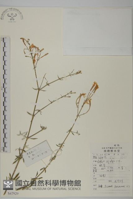 蠅子草藏品圖，第1張