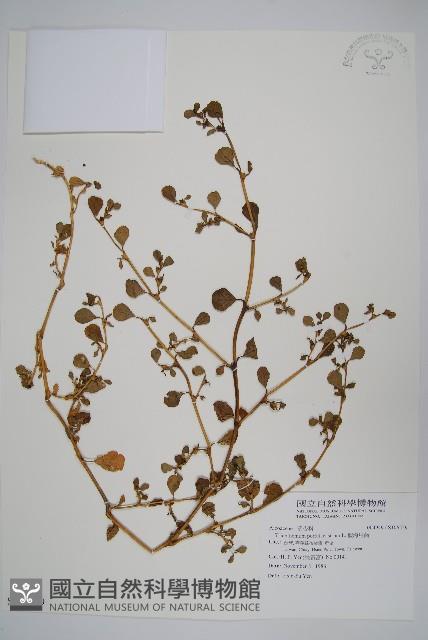 假海馬齒藏品圖，第1張