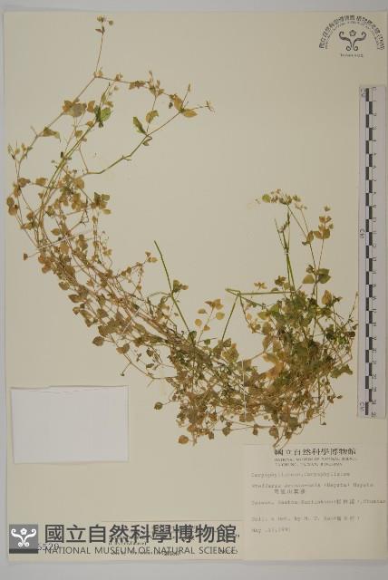 繁縷藏品圖，第1張