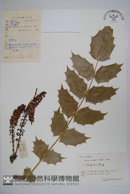 闊葉十大功勞藏品圖，第1張