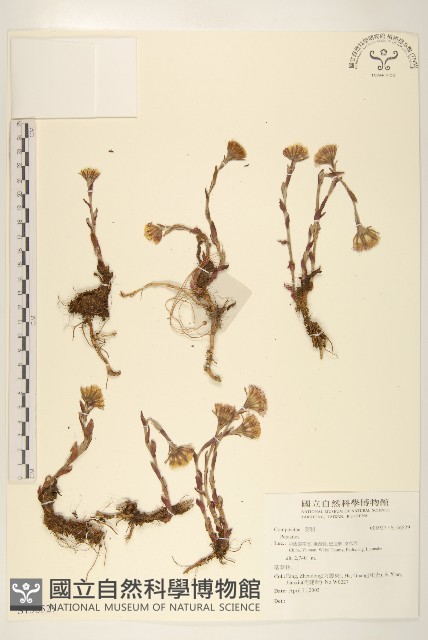登錄號:S136529藏品圖，第1張