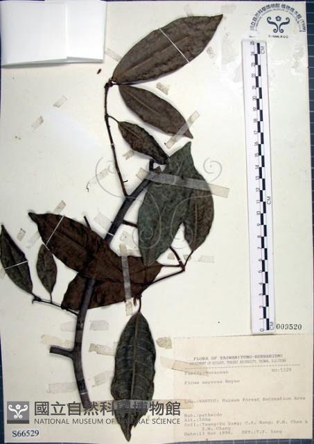 九重吹、九丁樹、脈葉榕、大葉九重吹藏品圖，第1張