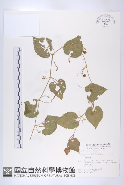 青牛膽藏品圖，第1張