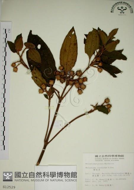 野牡丹藏品圖，第1張