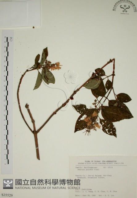 大葉溲疏藏品圖，第1張