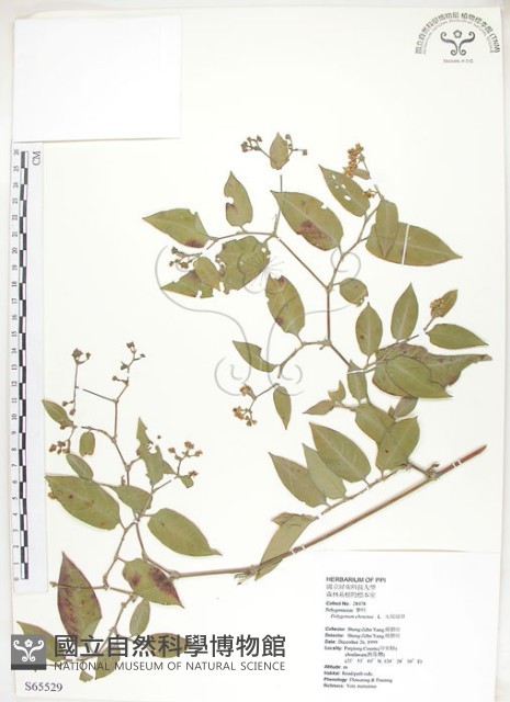 火炭母草、清飯藤藏品圖，第1張