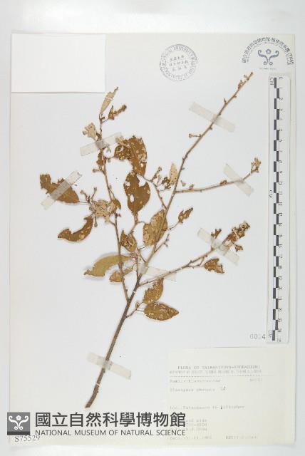 小葉胡頹子藏品圖，第1張