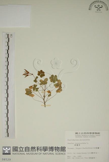 酢漿草藏品圖，第1張