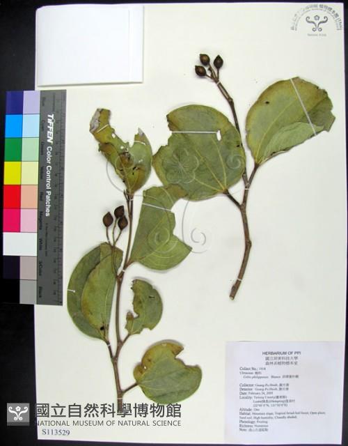 菲律賓朴樹藏品圖，第1張