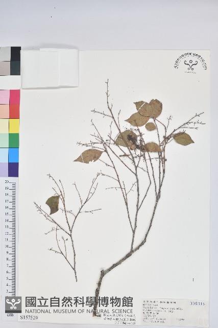 毛蕊花藏品圖，第1張