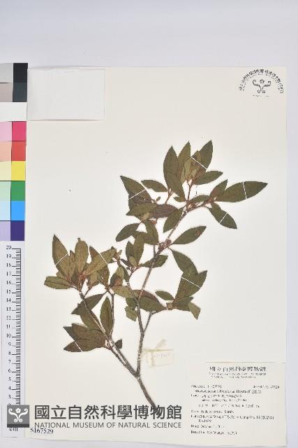 紅毛杜鵑藏品圖，第1張