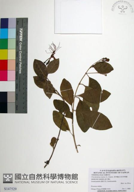 苦林盤藏品圖，第1張