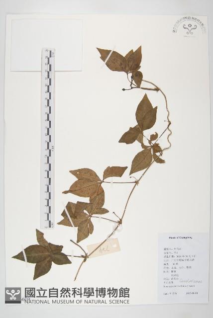 番仔藤藏品圖，第1張