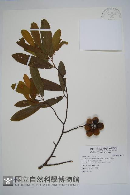 瓜馥木藏品圖，第1張