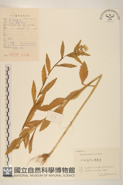 白頂飛蓬藏品圖，第1張
