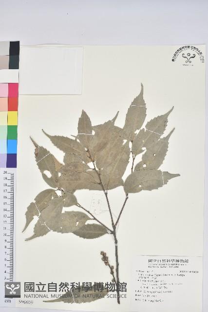 烏來柯、楒、淋漓藏品圖，第1張