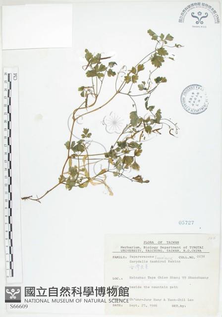 臺灣黃菫藏品圖，第1張