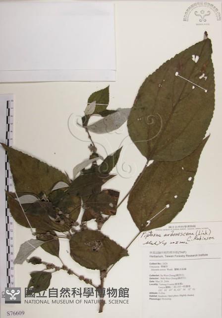 落尾麻藏品圖，第1張