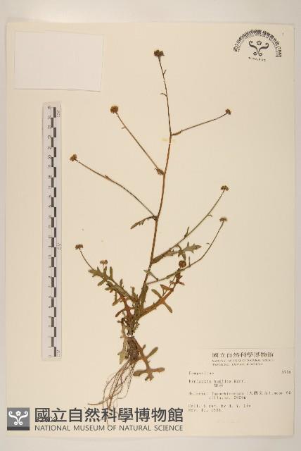 矮菊藏品圖，第1張