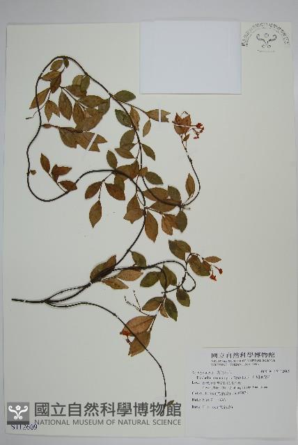 細梗絡石藏品圖，第1張