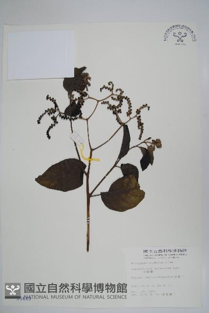 冷飯藤藏品圖，第1張