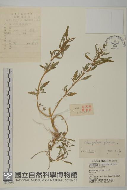 灰綠藜藏品圖，第1張