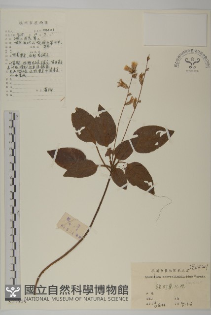 阿里山鬼督郵藏品圖，第1張