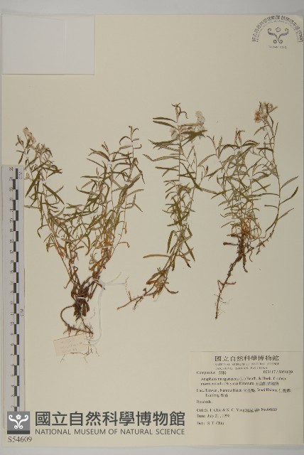 玉山抱莖籟簫藏品圖，第1張