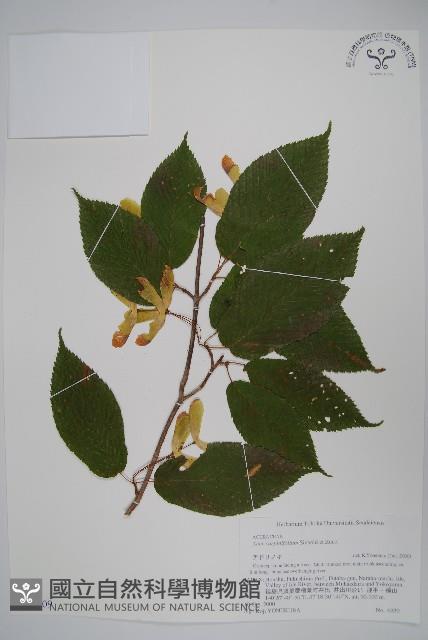 鵝耳櫪槭藏品圖，第1張